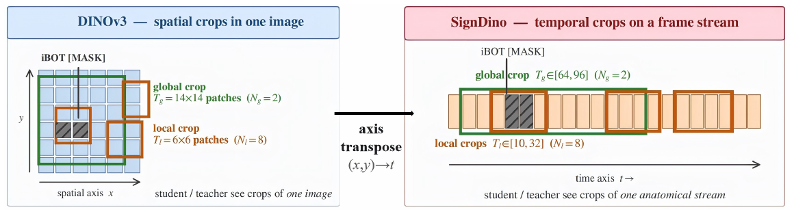 Left: image self-supervision samples global and local crops inside one image. Right: SignDino samples global and local views along the time axis of one tracked body part.