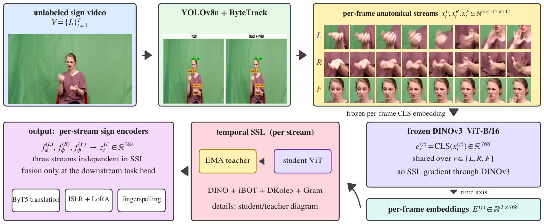 SignDino pipeline: video to YOLOv8n plus ByteTrack to per-frame anatomical streams, then a frozen DINOv3 encoder to per-frame embeddings, then per-stream temporal SSL, then downstream heads.