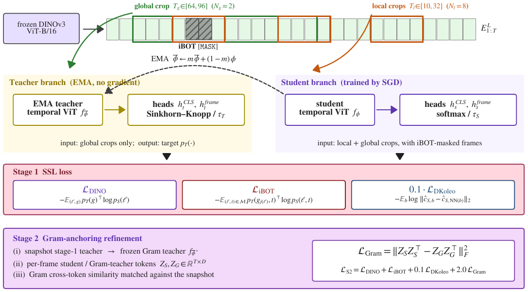 Diagram of the temporal student/teacher game: global and local crops, EMA teacher with Sinkhorn-Knopp, student with softmax, stage 1 losses and stage 2 Gram anchoring.